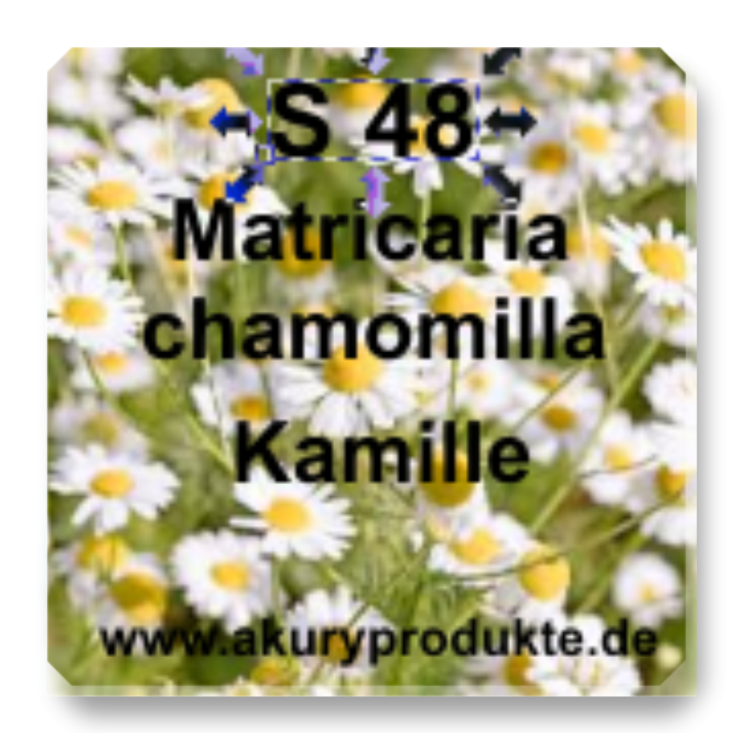 S 48 Matricaria chamomilla (Kamille)