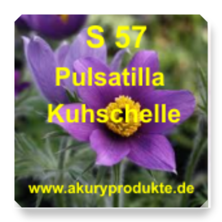 S 57 Pulsatilla (Kuhschelle / Wiesen-Küchenschelle)