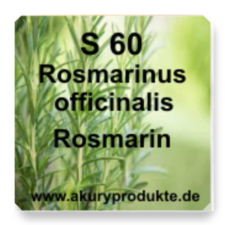 S 60 Rosmarinus officinalis (Rosmarin)
