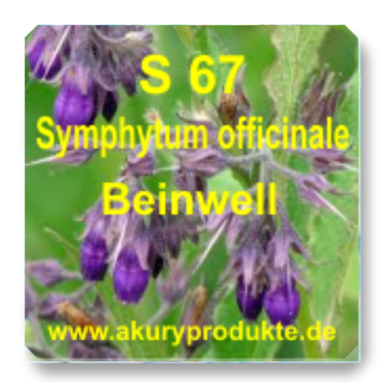 S 67 Symphytum officinale (Beinwell / Wallwurz / Schwarzwurz)