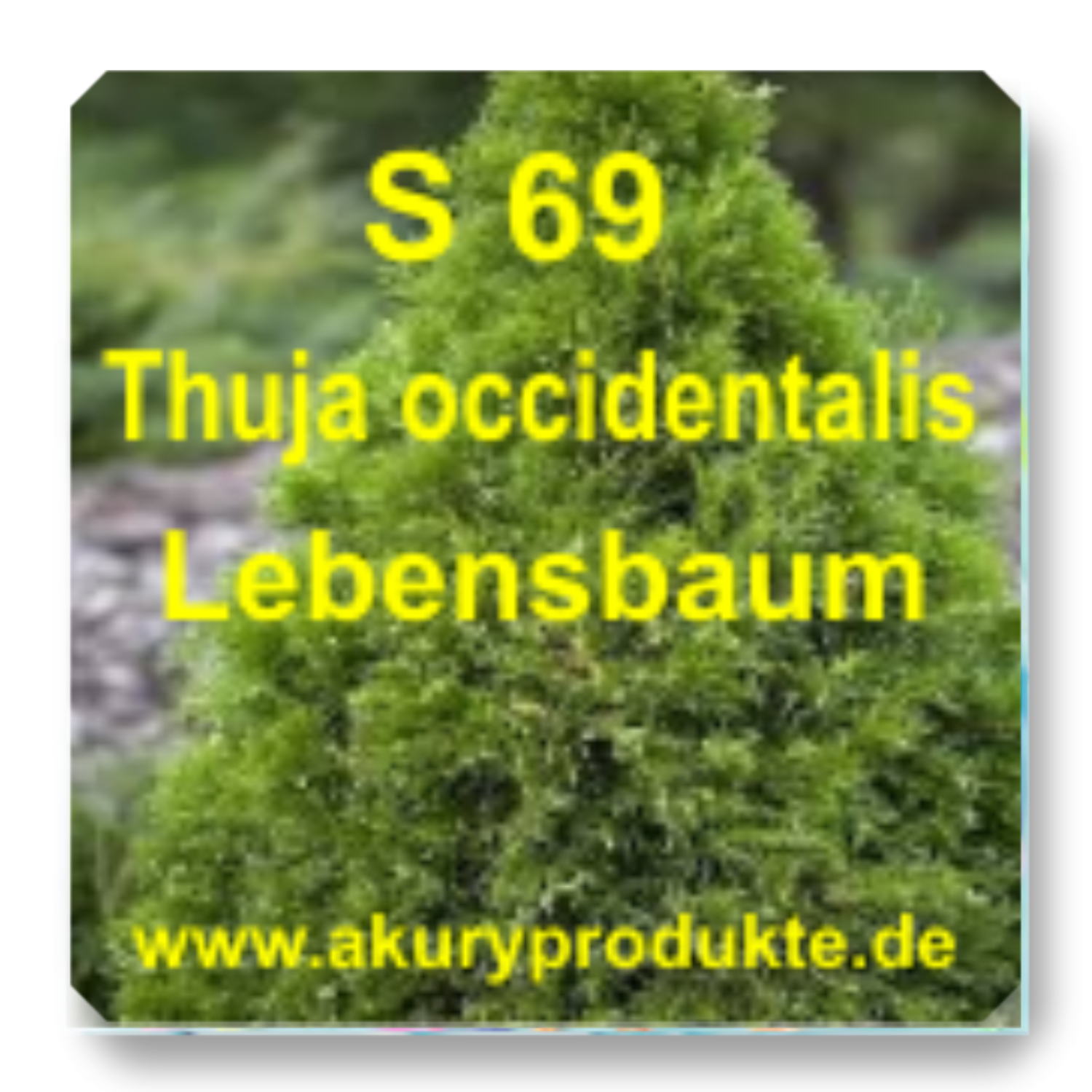 S 69 Thuja occidentalis (Lebensbaum / Abendländischer Lebensbaum)